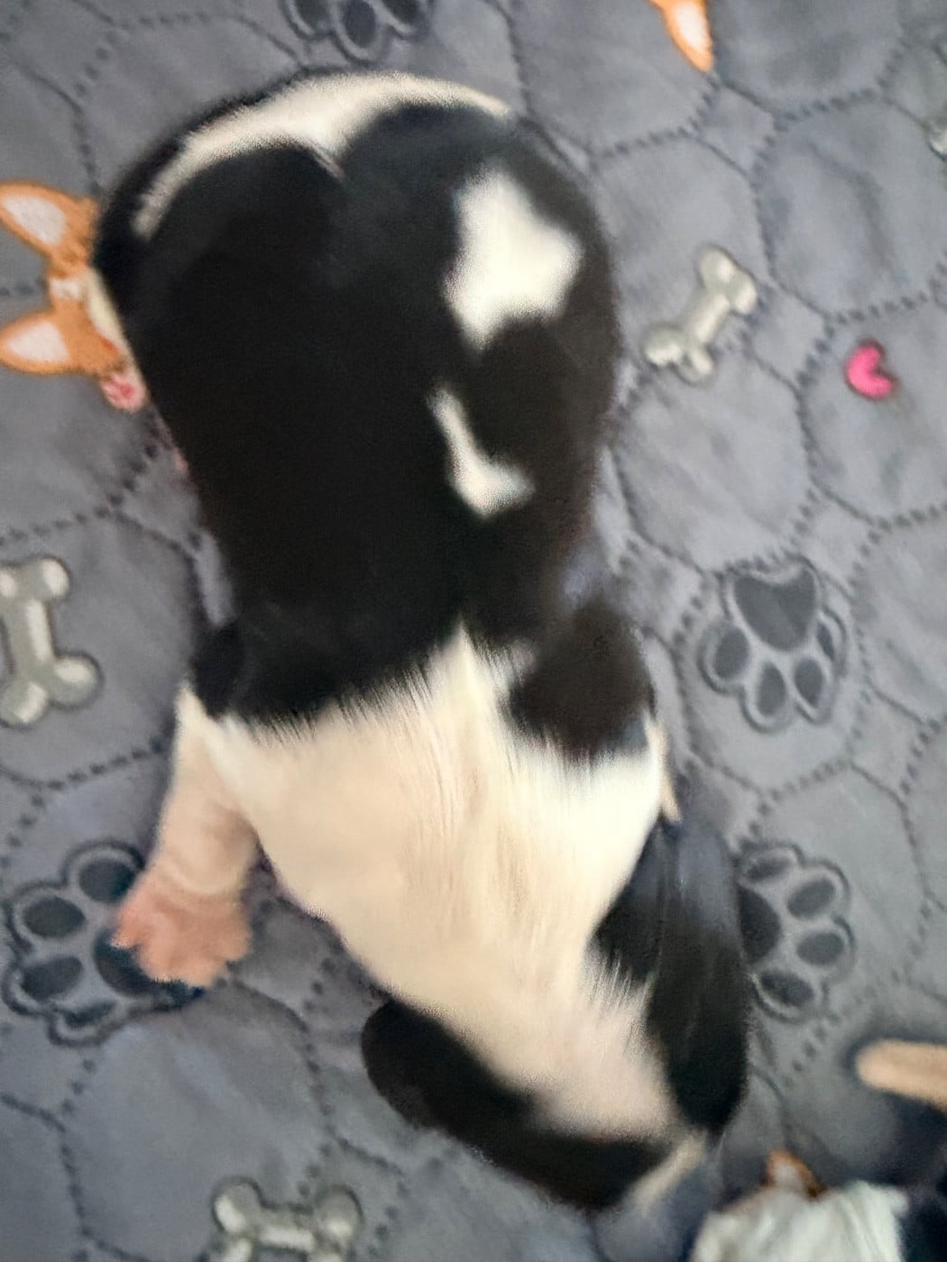 ANGELO DI STELLE - Cocker Spaniel Anglais