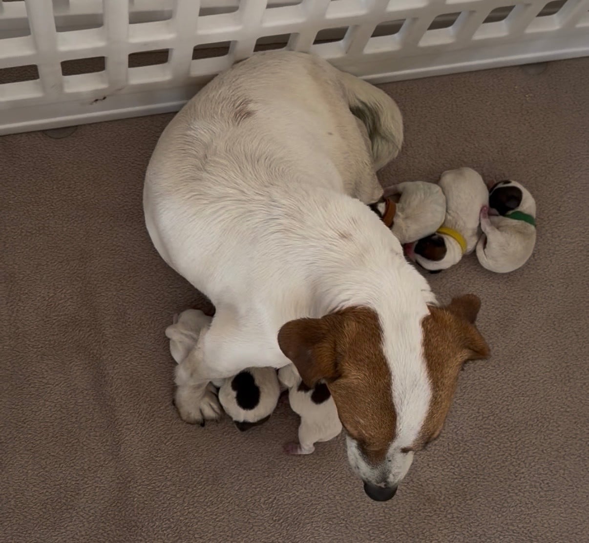 BISCOTTE - Jack Russell Terrier