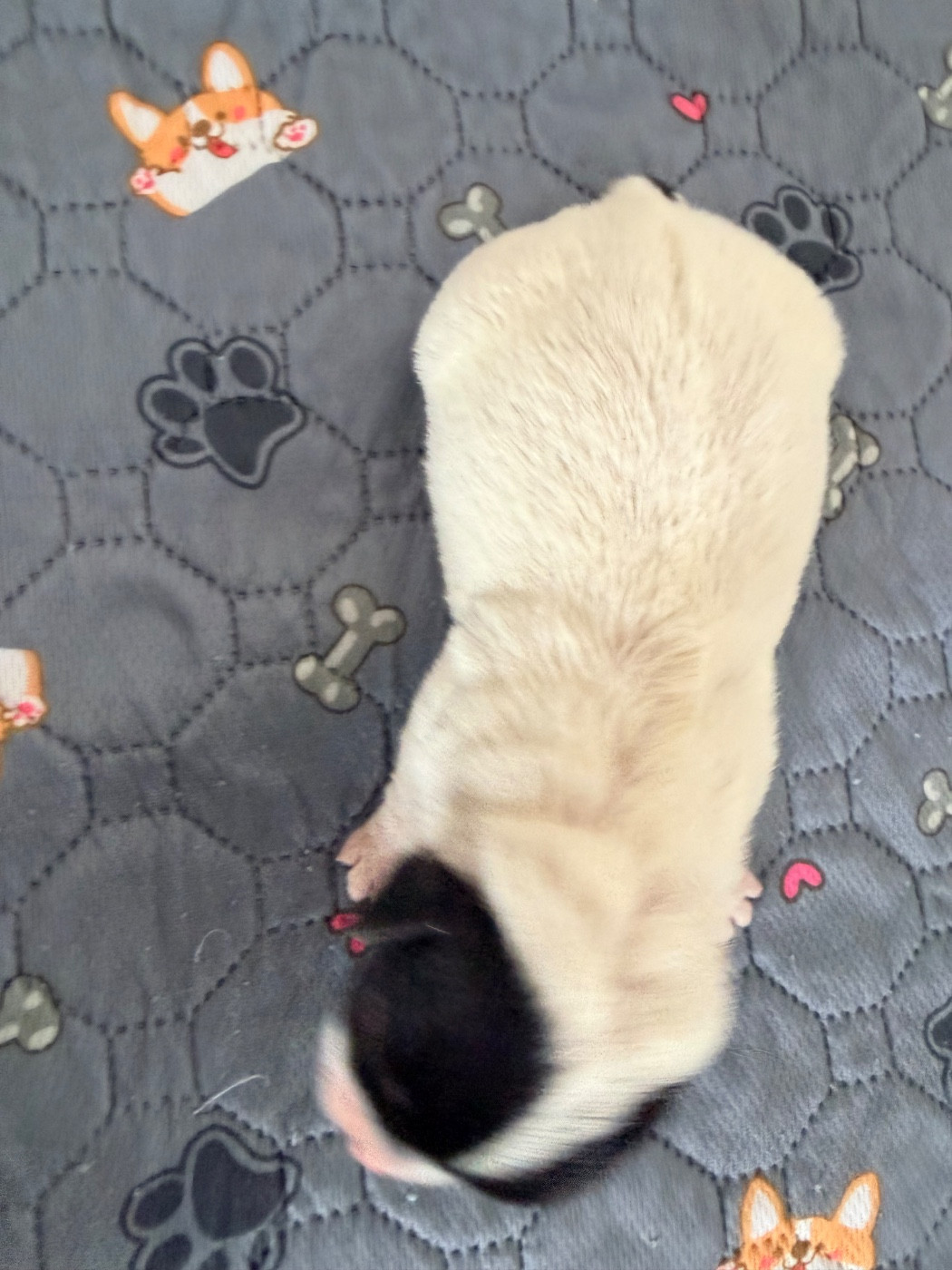 BUZZ L'ECLAIR - Jack Russell Terrier