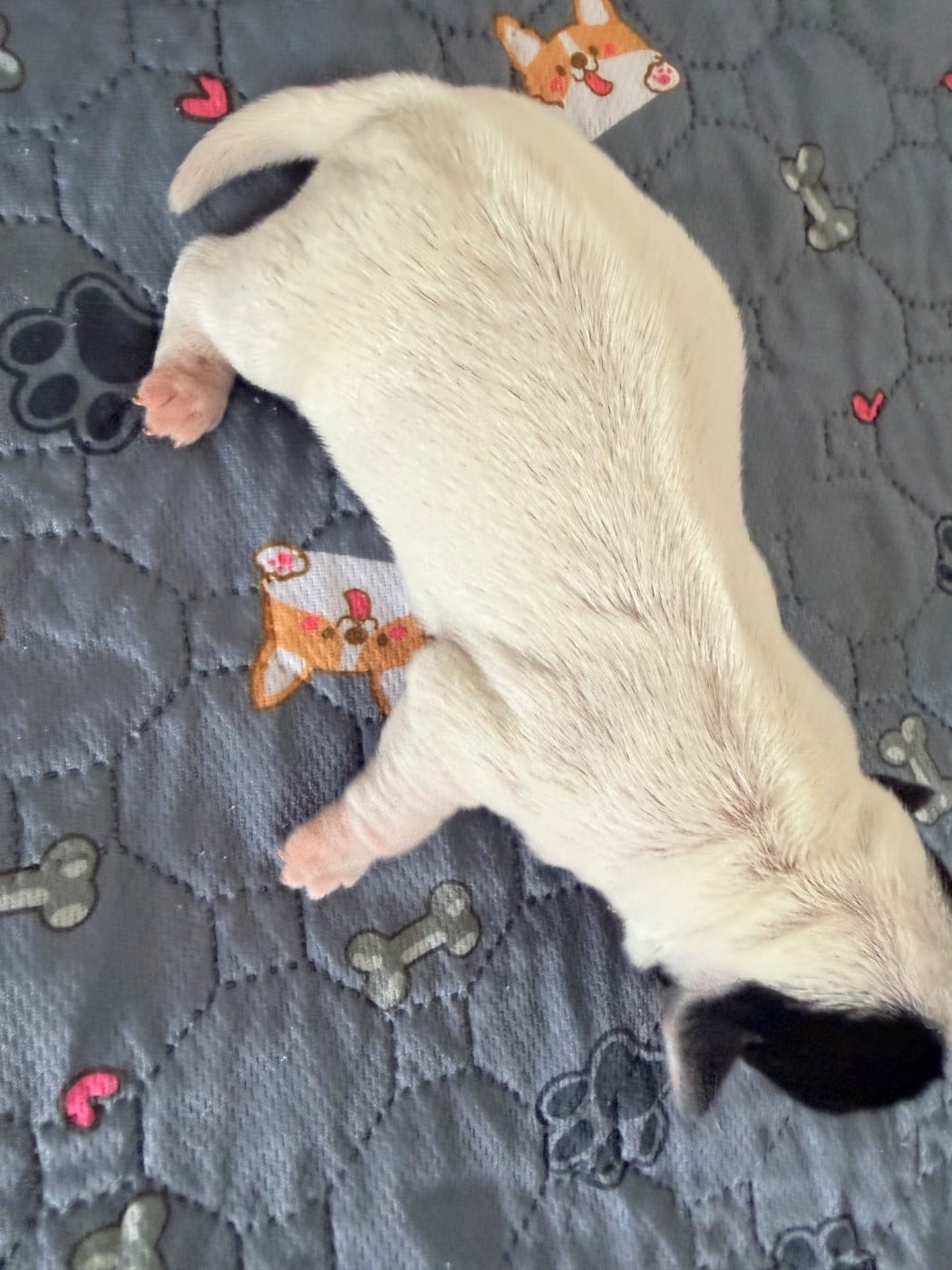 BIGOUDI - Jack Russell Terrier