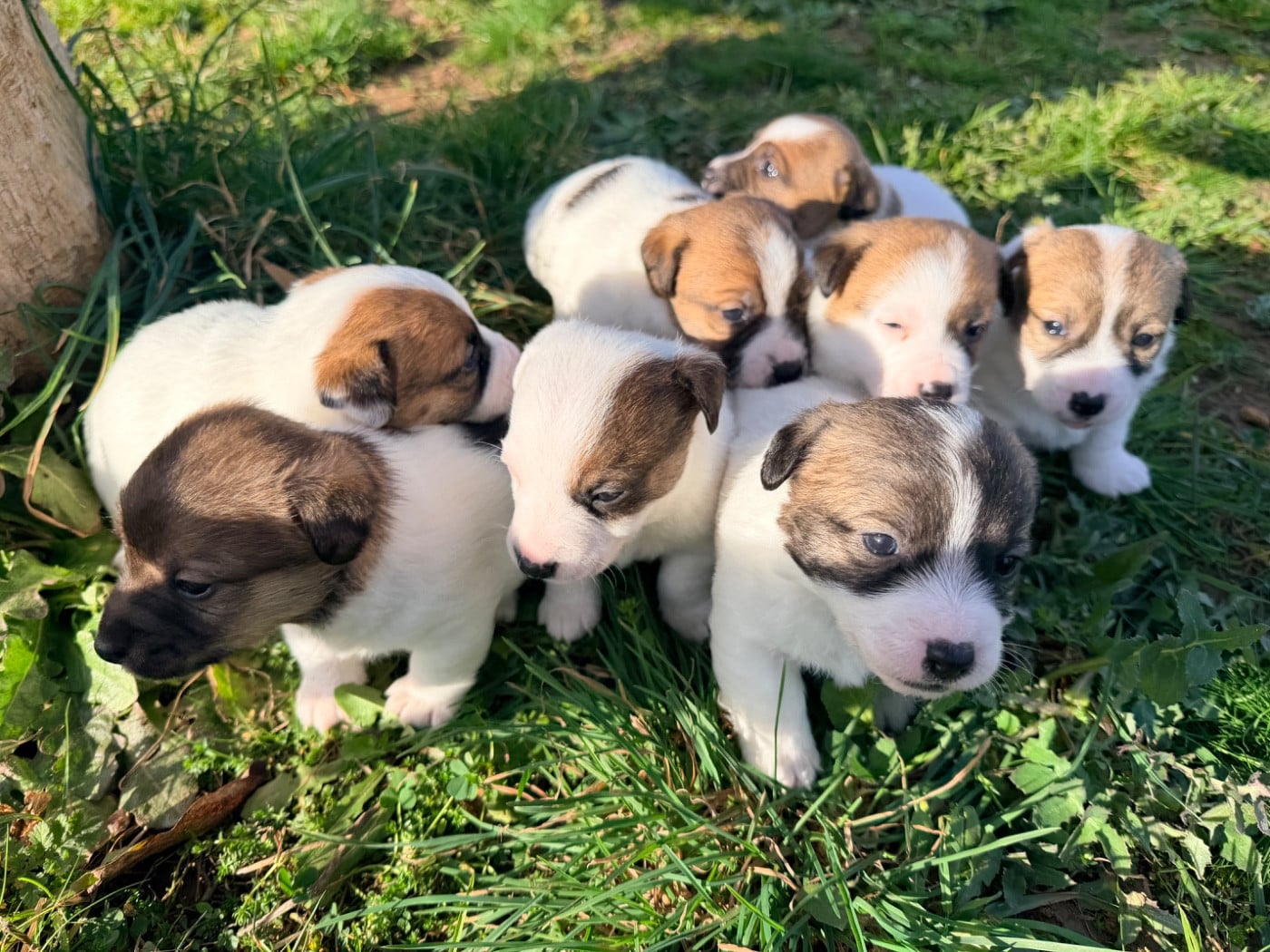 Jack Russell Terrier - Des Niglots Du Gard