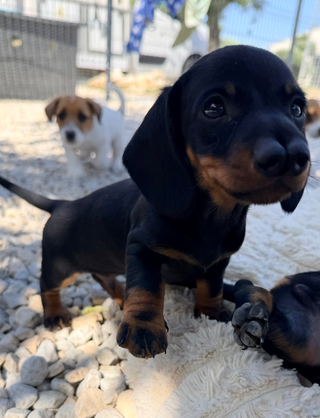 BONJOUR LÉON