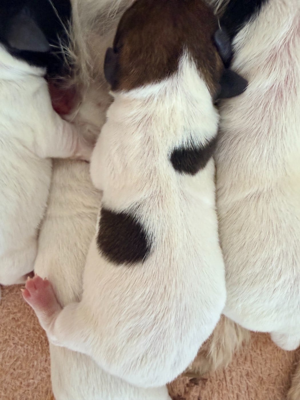 BELLE CANAILLE - Jack Russell Terrier