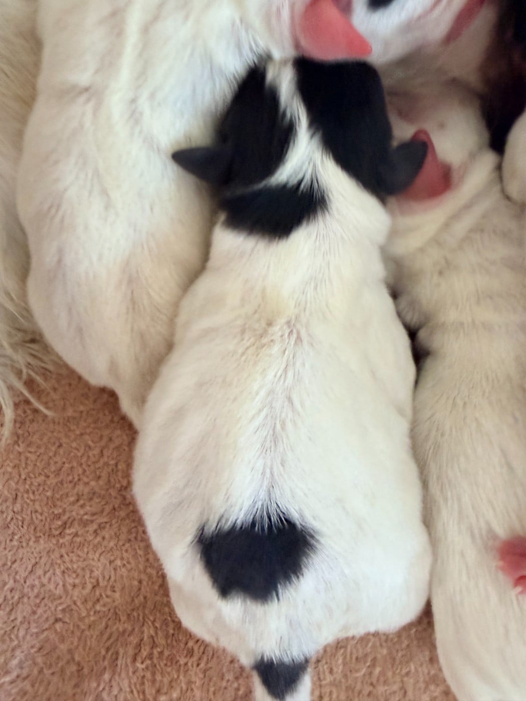 BEAU VOYOU - Jack Russell Terrier