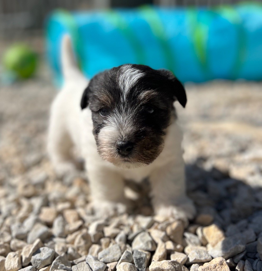 ANEMONE PETITE FLEUR