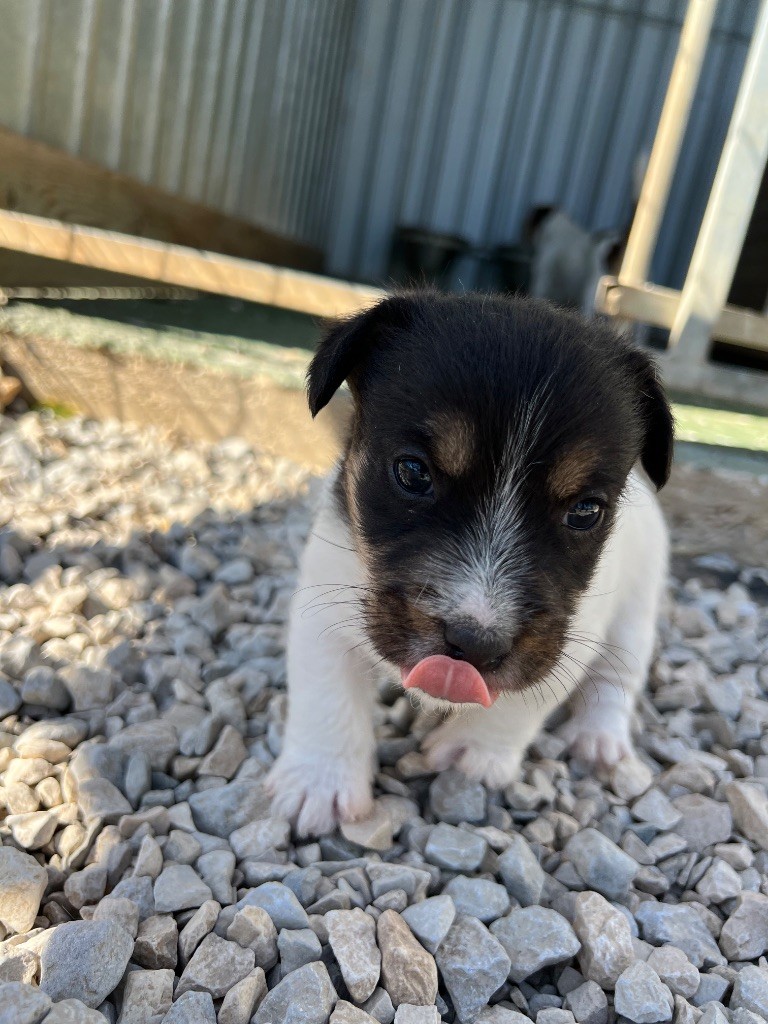 APPY et POMME DE REINETTE
