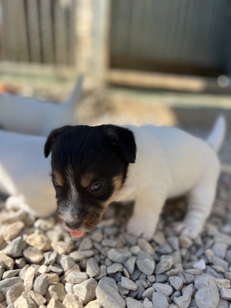 APPY et POMME DE REINETTE