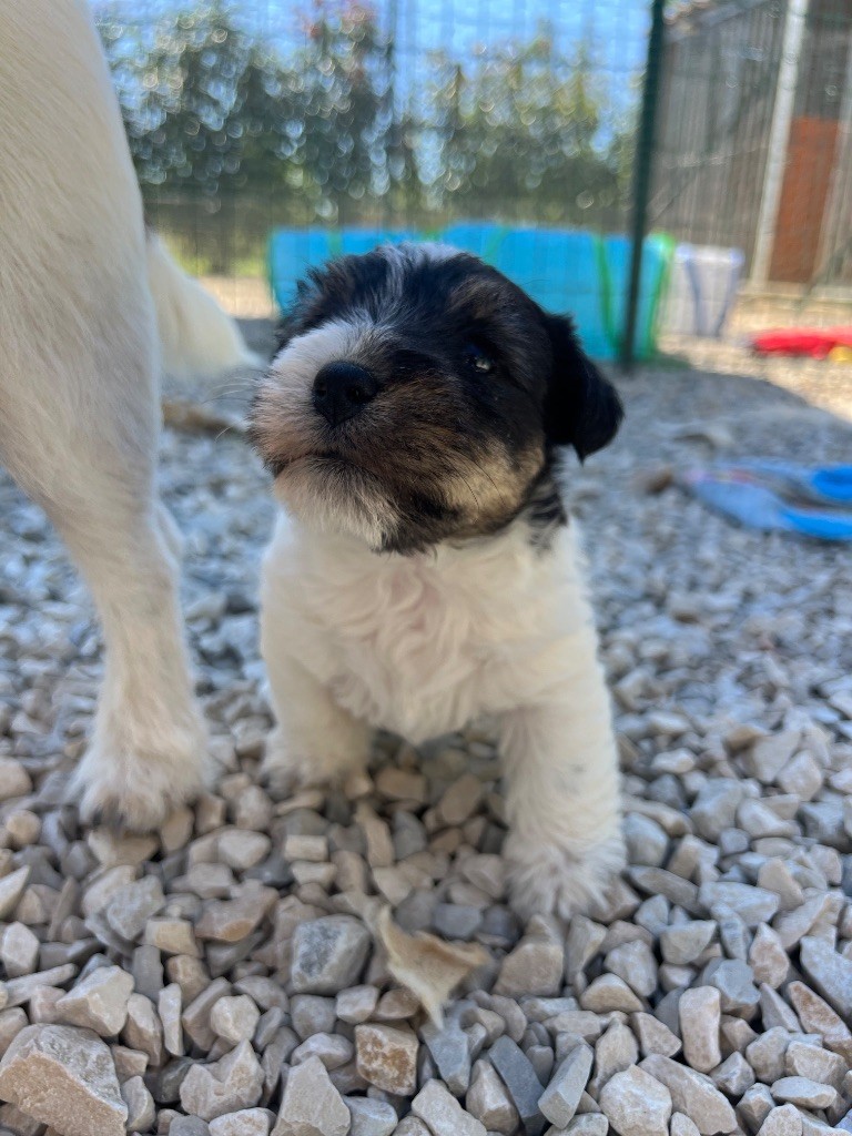 ANEMONE PETITE FLEUR