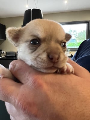 Les chiots de Chihuahua