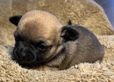 Les chiots de Chihuahua