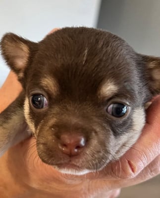 Les chiots de Chihuahua