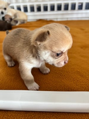 Les chiots de Chihuahua