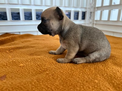 Les chiots de Chihuahua