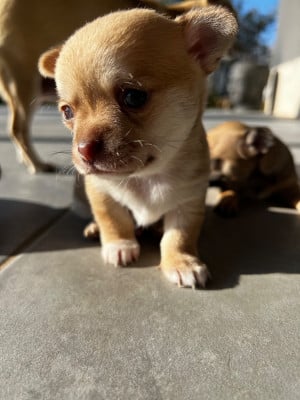Les chiots de Chihuahua