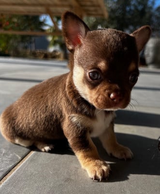 Les chiots de Chihuahua