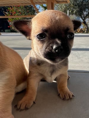 Les chiots de Chihuahua