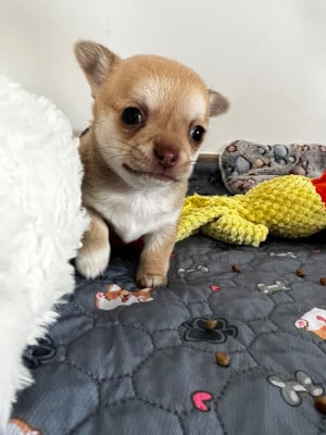 Les chiots de Chihuahua