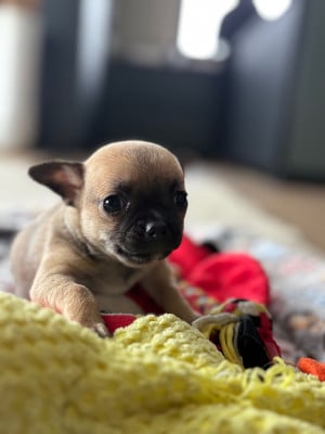 Les chiots de Chihuahua