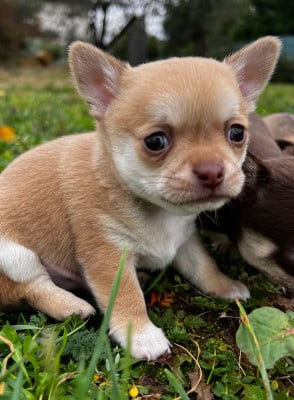 Les chiots de Chihuahua