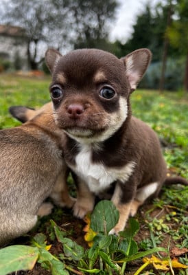 Les chiots de Chihuahua