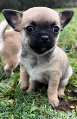 Les chiots de Chihuahua