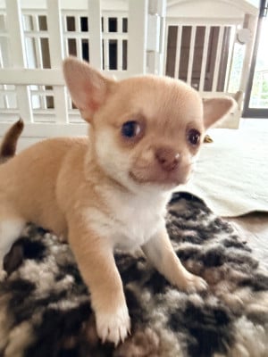Les chiots de Chihuahua