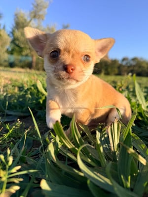Les chiots de Chihuahua