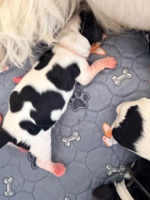 Les chiots de Cocker Spaniel Anglais