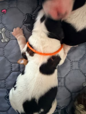 Les chiots de Cocker Spaniel Anglais