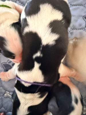 Les chiots de Cocker Spaniel Anglais