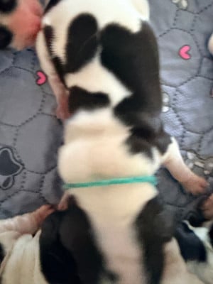 Les chiots de Cocker Spaniel Anglais