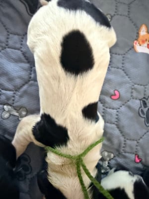 Les chiots de Cocker Spaniel Anglais