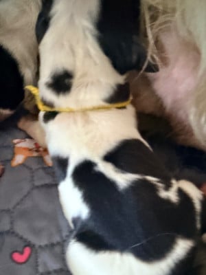 Les chiots de Cocker Spaniel Anglais