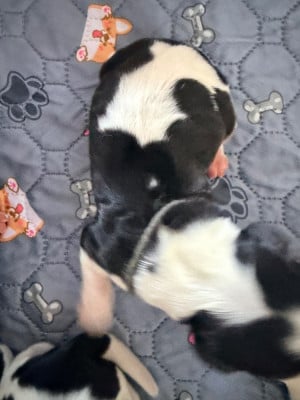 Les chiots de Cocker Spaniel Anglais