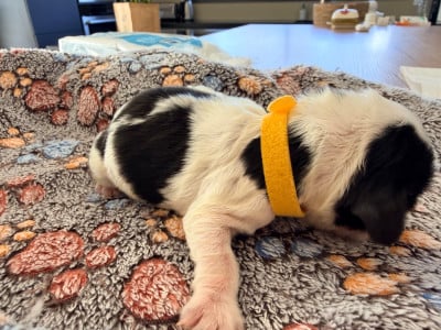 Les chiots de Cocker Spaniel Anglais