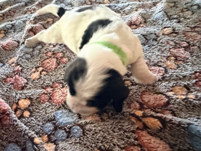 Les chiots de Cocker Spaniel Anglais