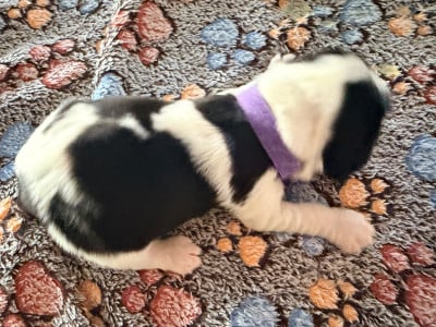 Les chiots de Cocker Spaniel Anglais