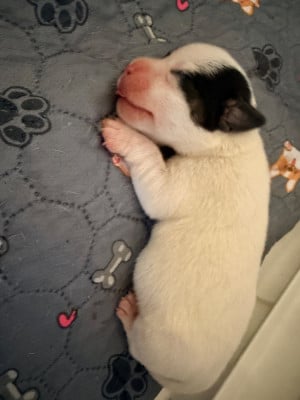 Les chiots de Jack Russell Terrier