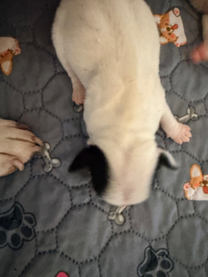 Les chiots de Jack Russell Terrier