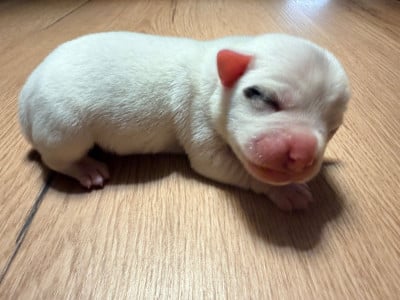 Les chiots de Jack Russell Terrier