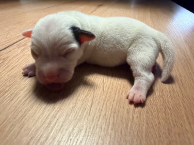 Les chiots de Jack Russell Terrier