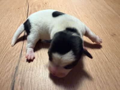 Les chiots de Jack Russell Terrier