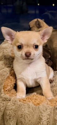 Les chiots de Chihuahua