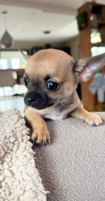 Les chiots de Chihuahua