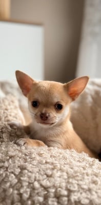 Les chiots de Chihuahua