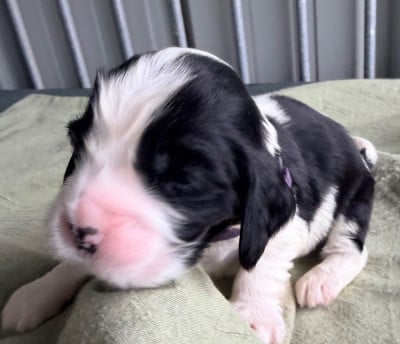 Les chiots de Cocker Spaniel Anglais