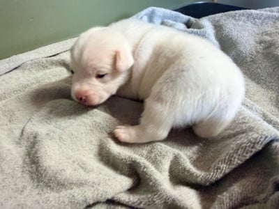 Les chiots de Jack Russell Terrier