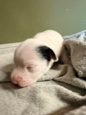 Les chiots de Jack Russell Terrier