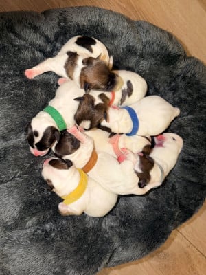 Les chiots de Jack Russell Terrier