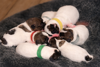 Les chiots de Jack Russell Terrier